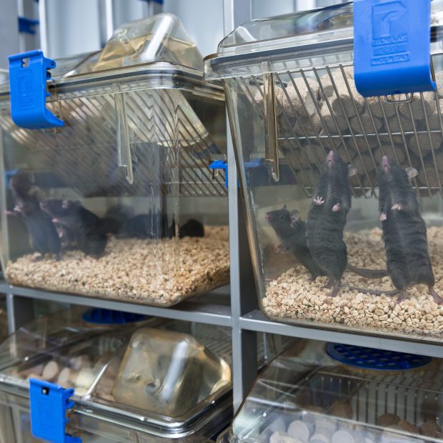 Laboratory mice in cages